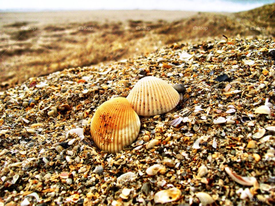 Shells on the beach