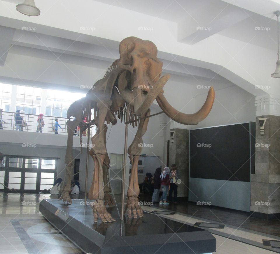 archeology museum at west java the animal skull