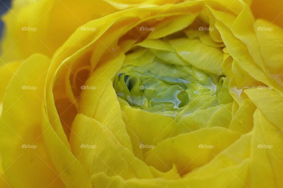 Close-up of a yellow flower