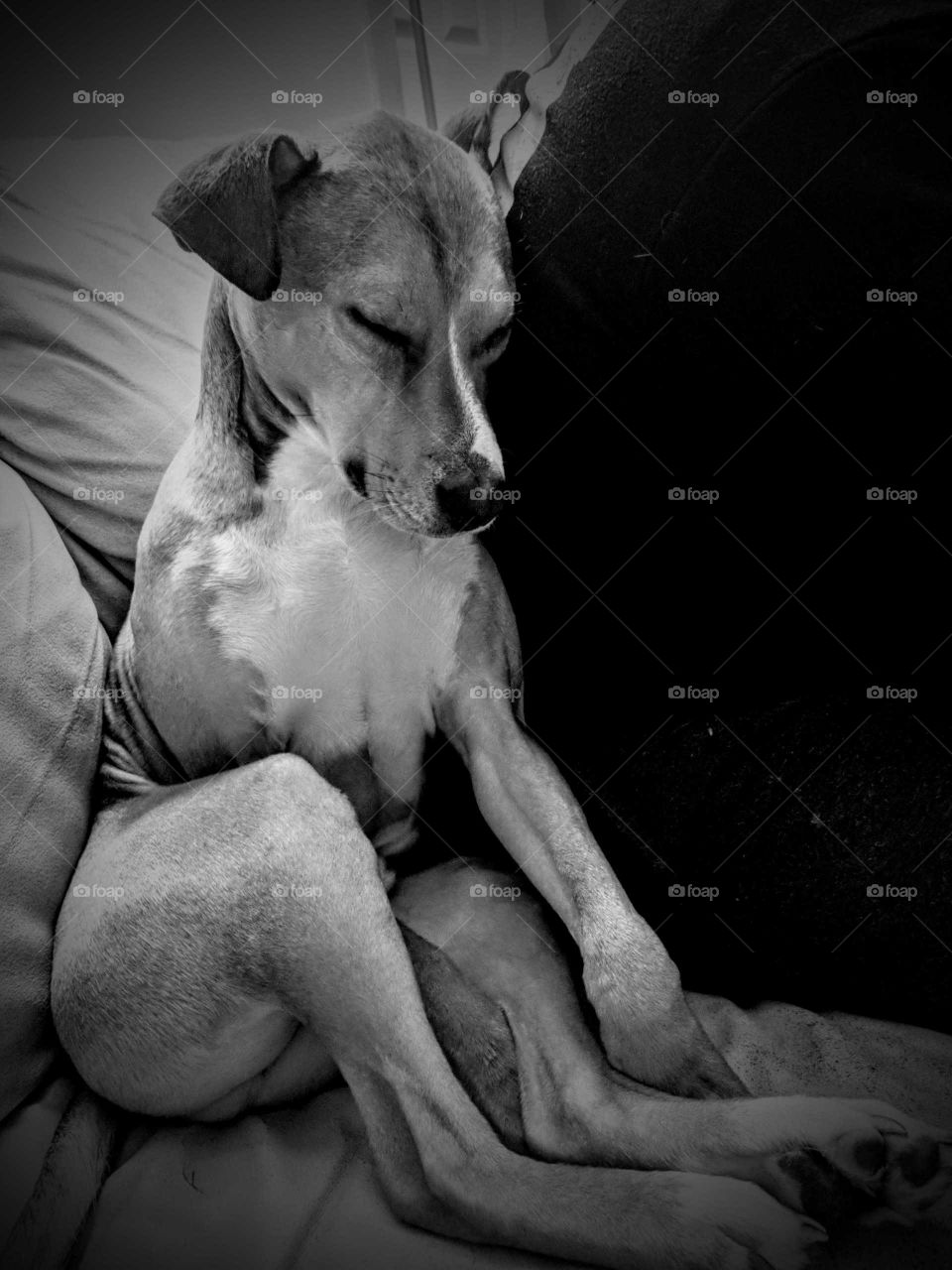 Sleeping Puppy In Black And White