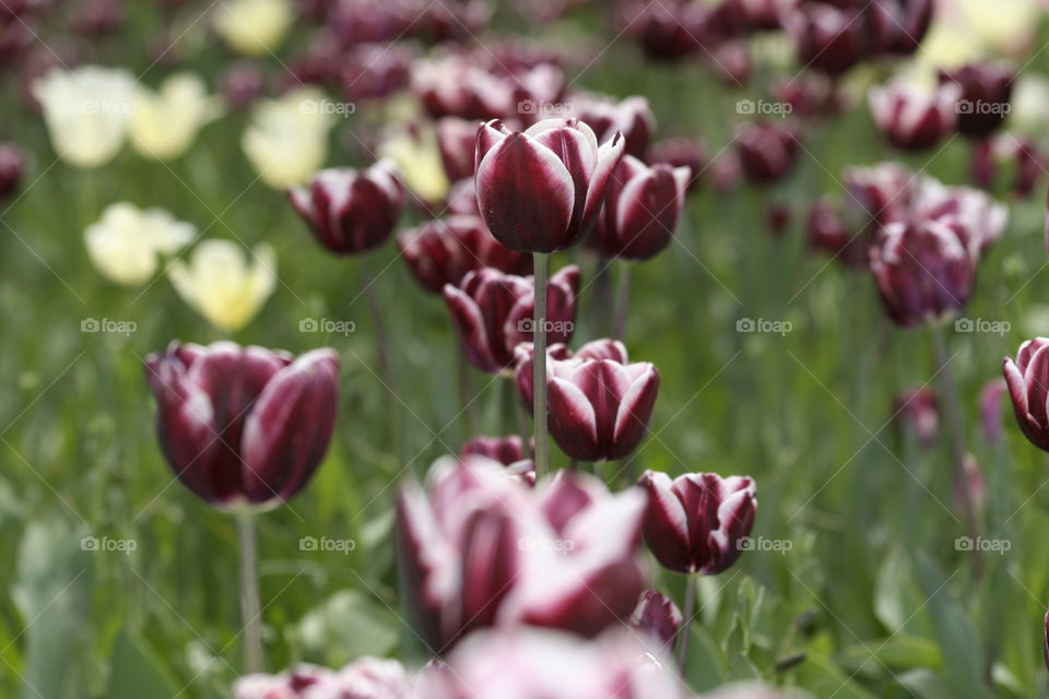 chamois garden flower tulip by nader_esk