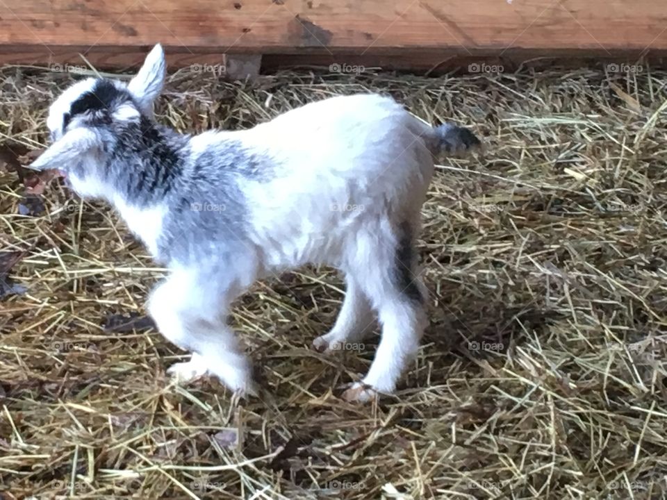 Baby goat Wobbly on new legs
