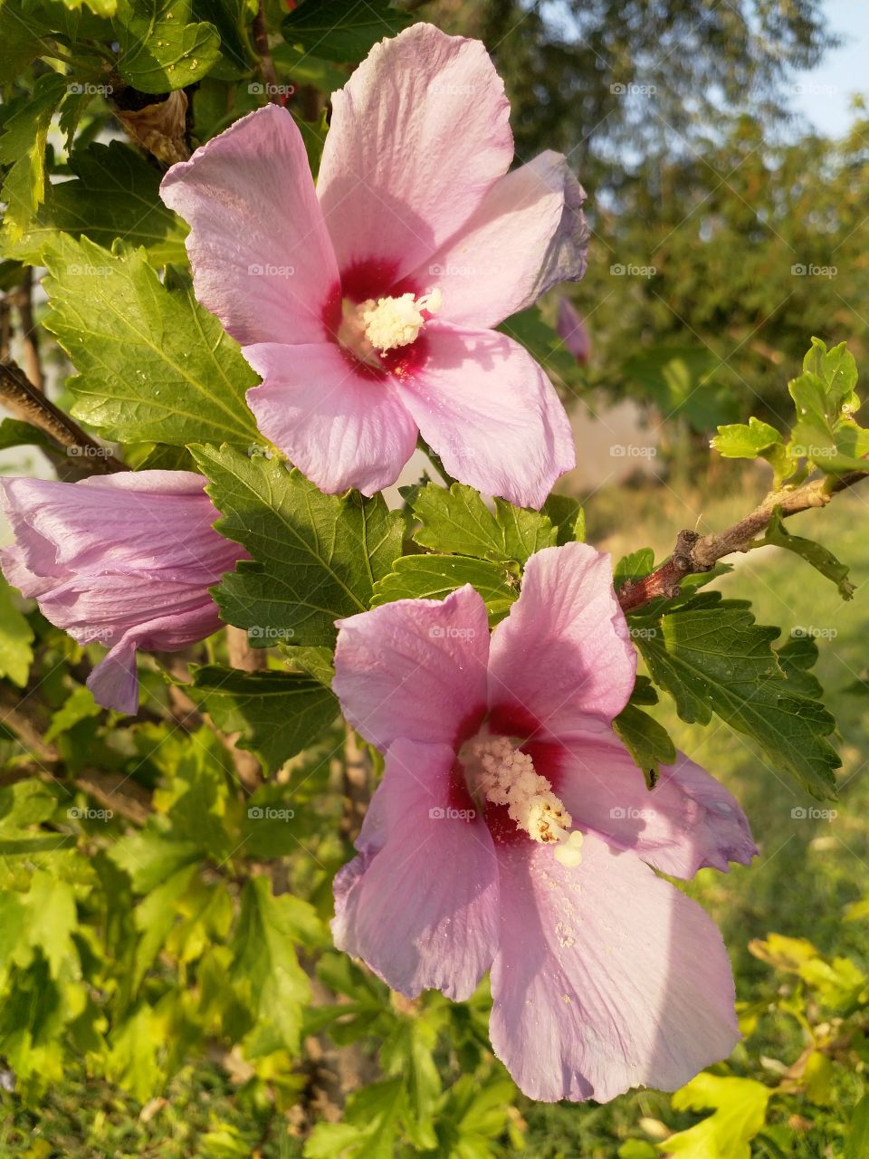 hibiscus