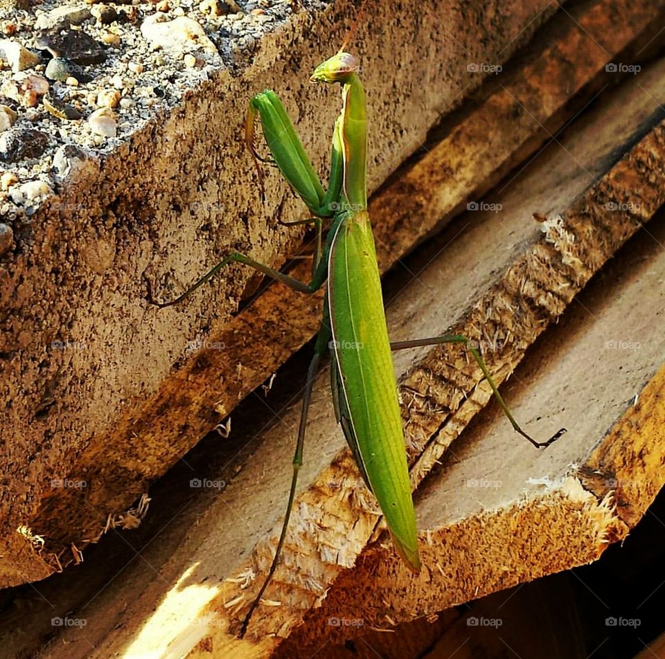 Praying Mantis