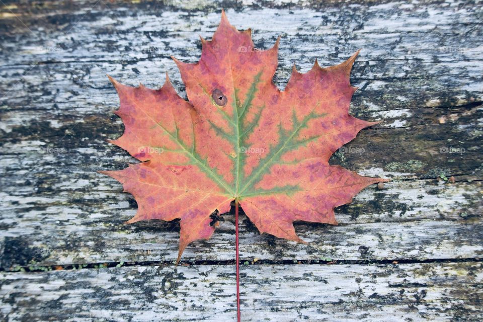 Colorful maple leaf on wooden background 