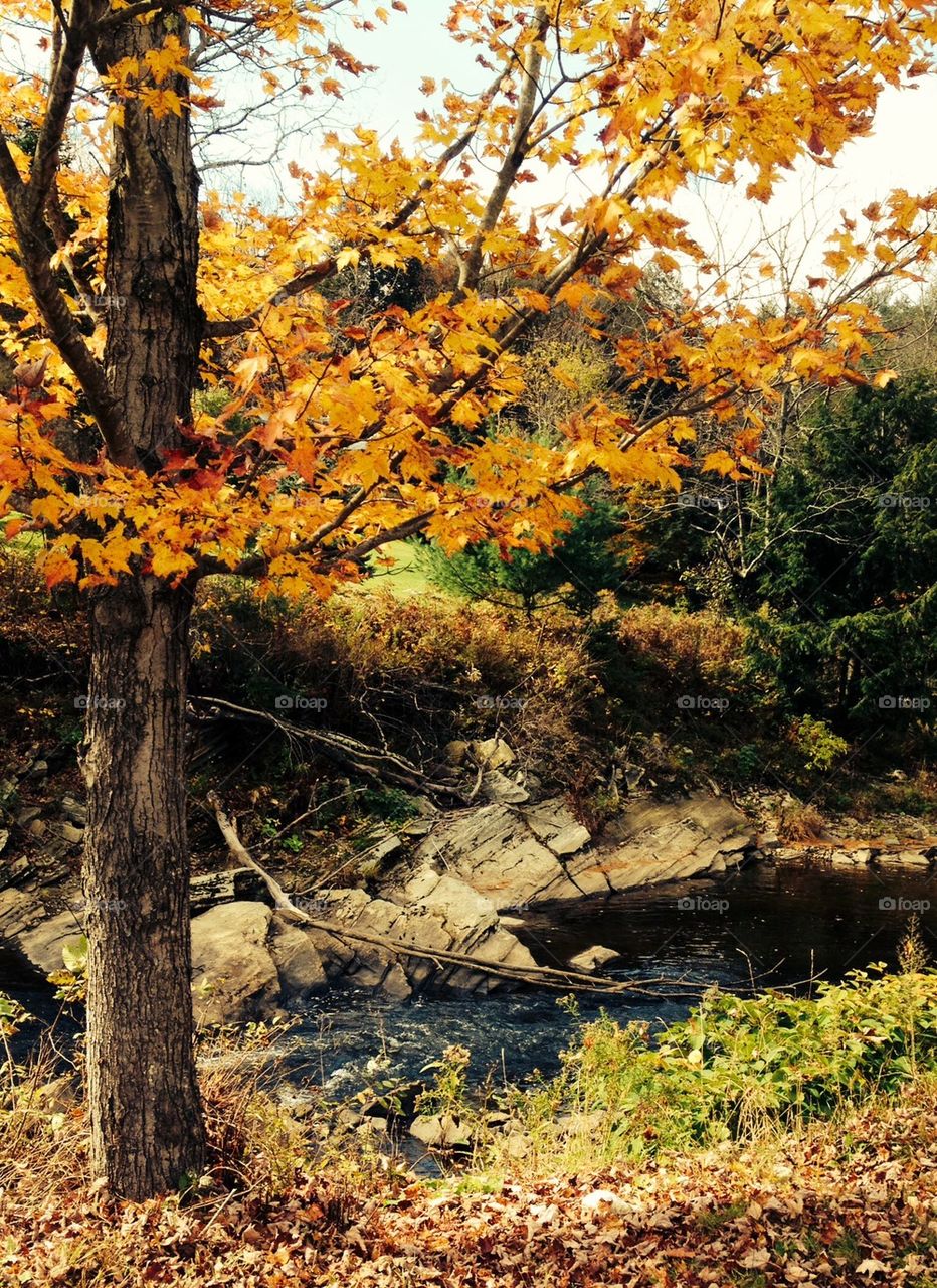 Vermont autumn