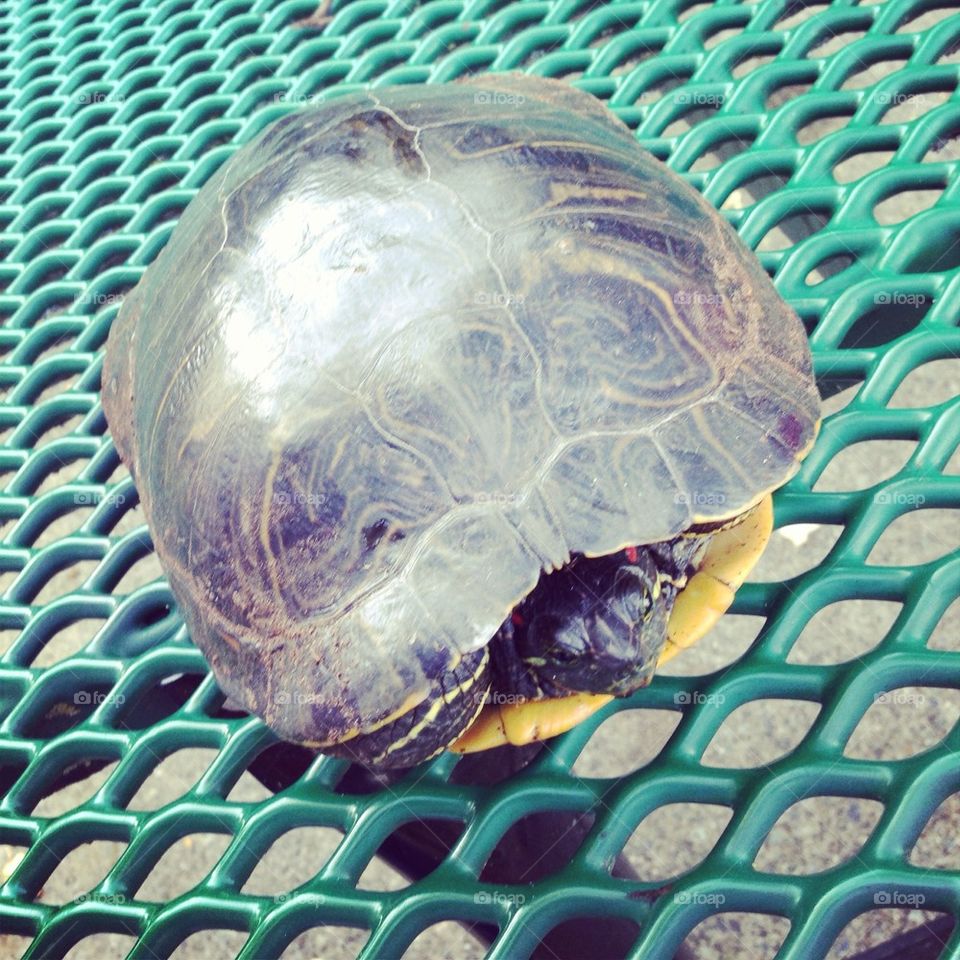 Beautiful Turtle At Mill Lake!