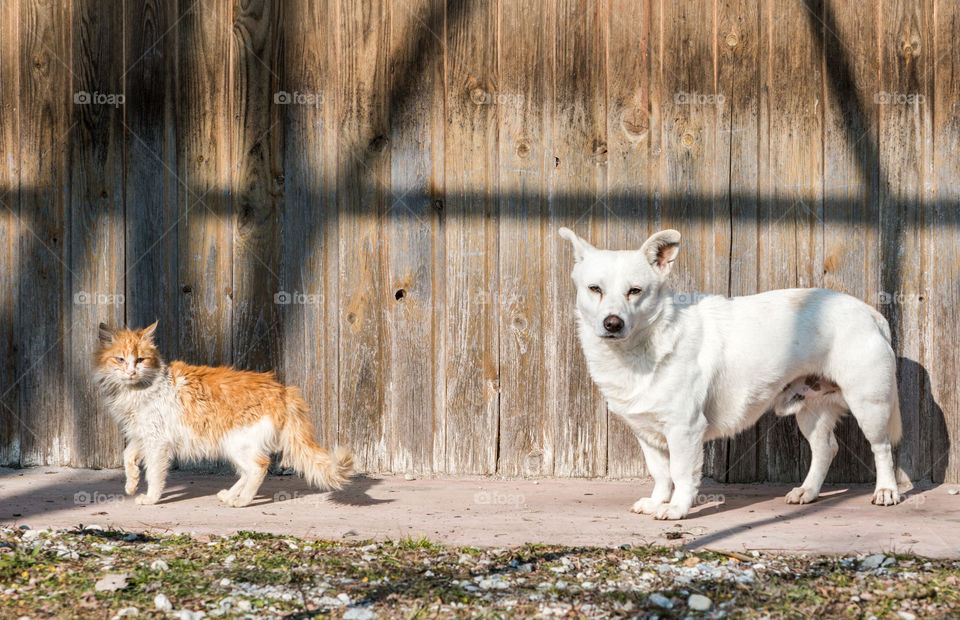 Mammal, Animal, Fur, Dog, Cute