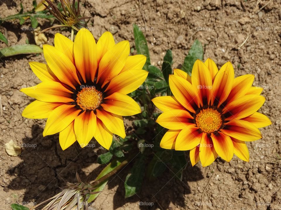 The beauty of flowers