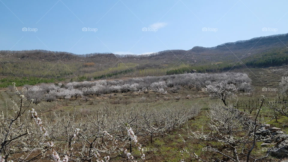 an orchard in spring