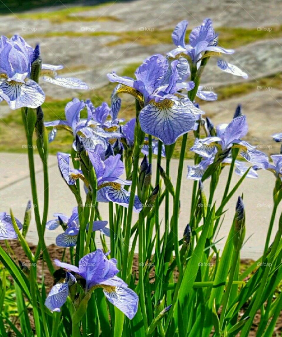 Pretty Purple Flowers!