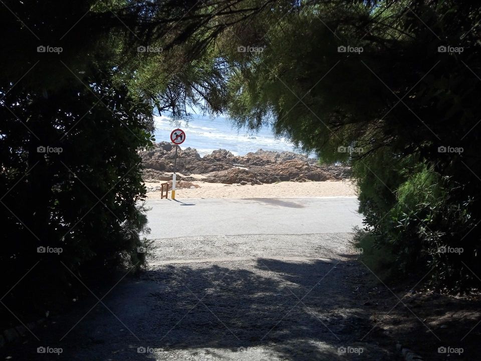 path under the trees towards the beach