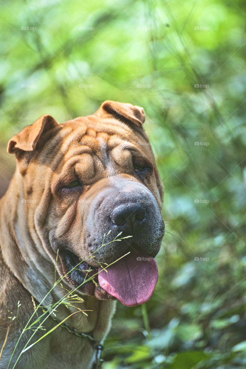 Close-up of dog with sticking out tongue