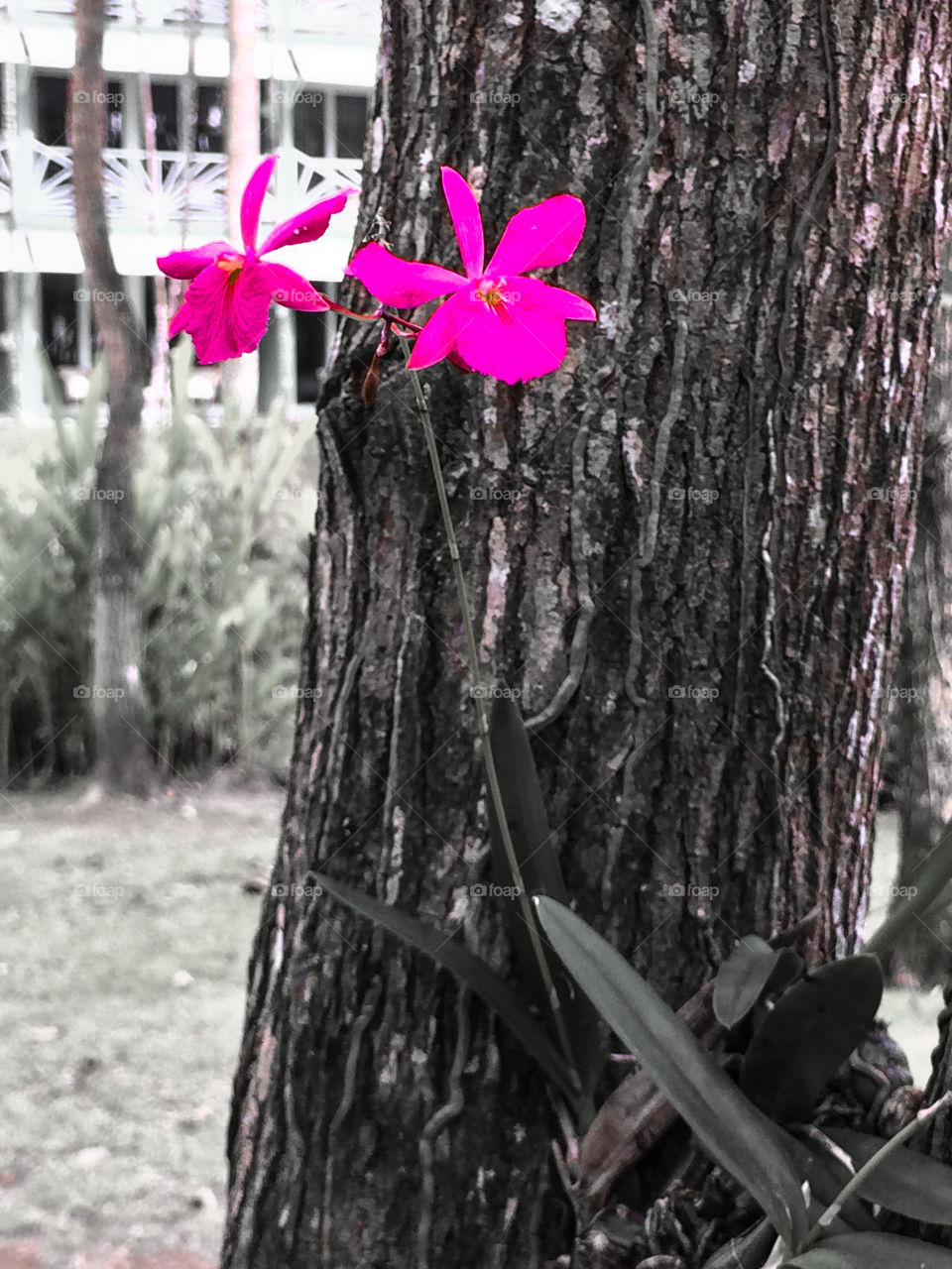 Flowers growing om a tree