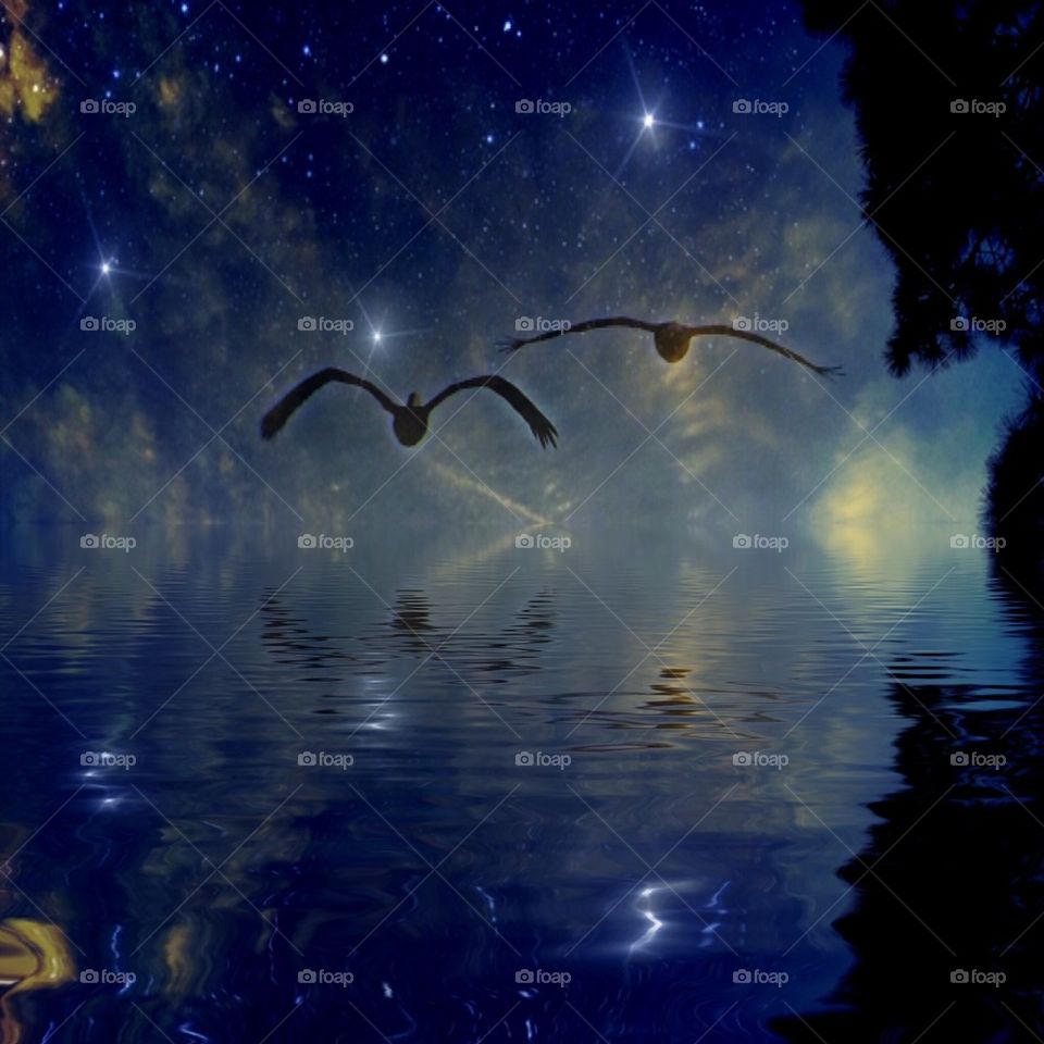 Night flying birds