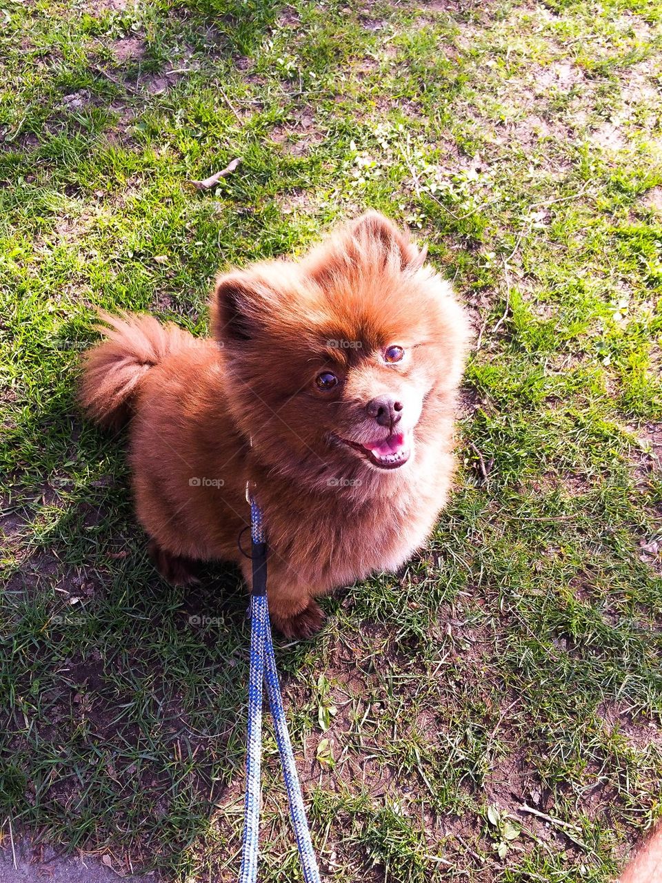 Pom Chow