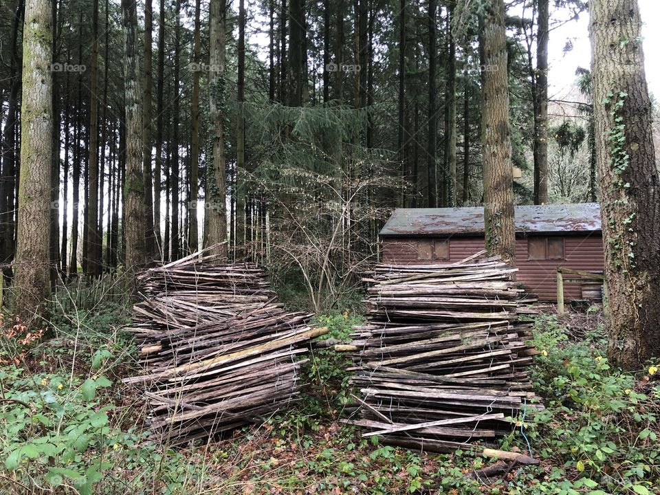 If you are in need of a log or two then look no further.  This is an engaging photo of a busy wood merchant deep in the forestry.