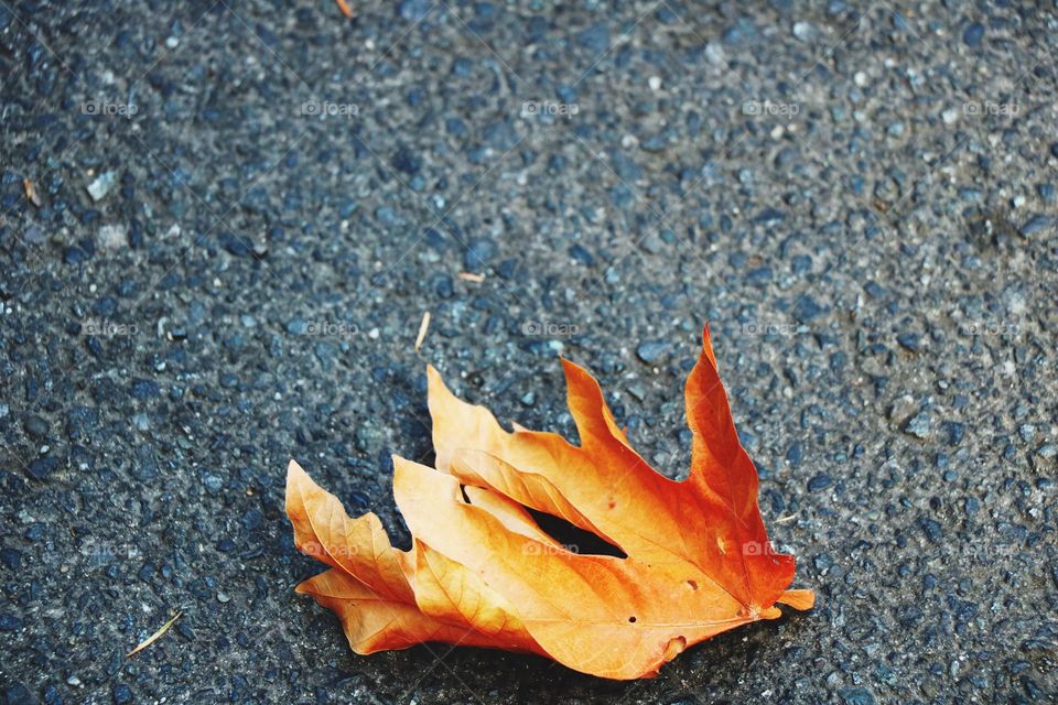 Fallen leaf