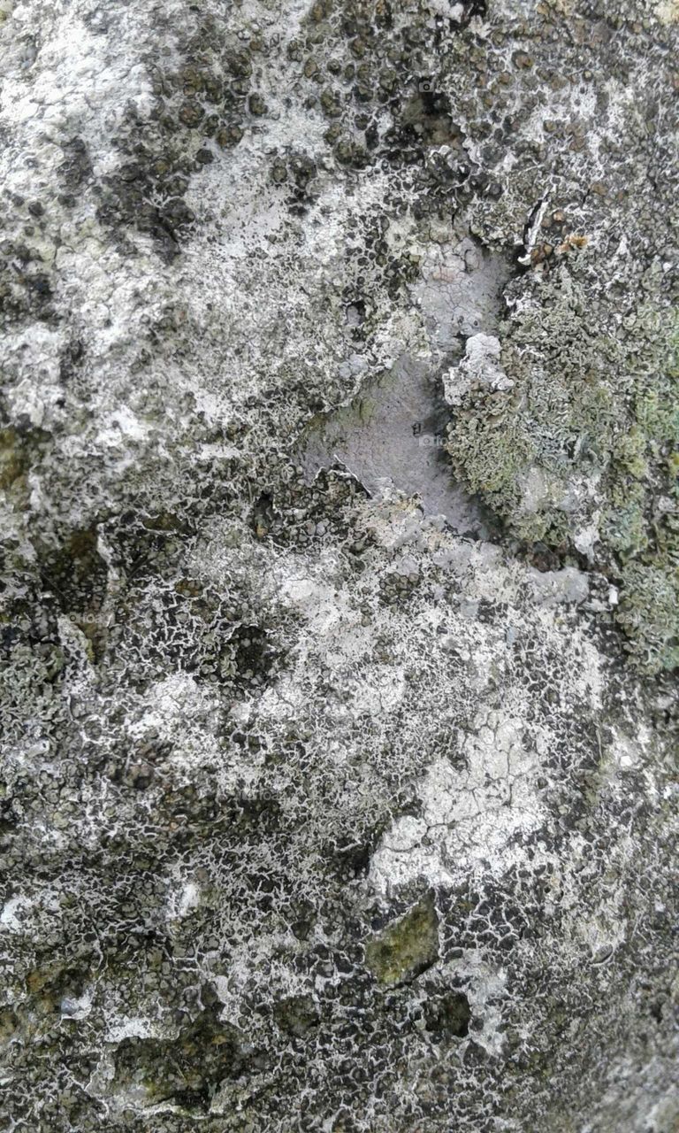 Lichen