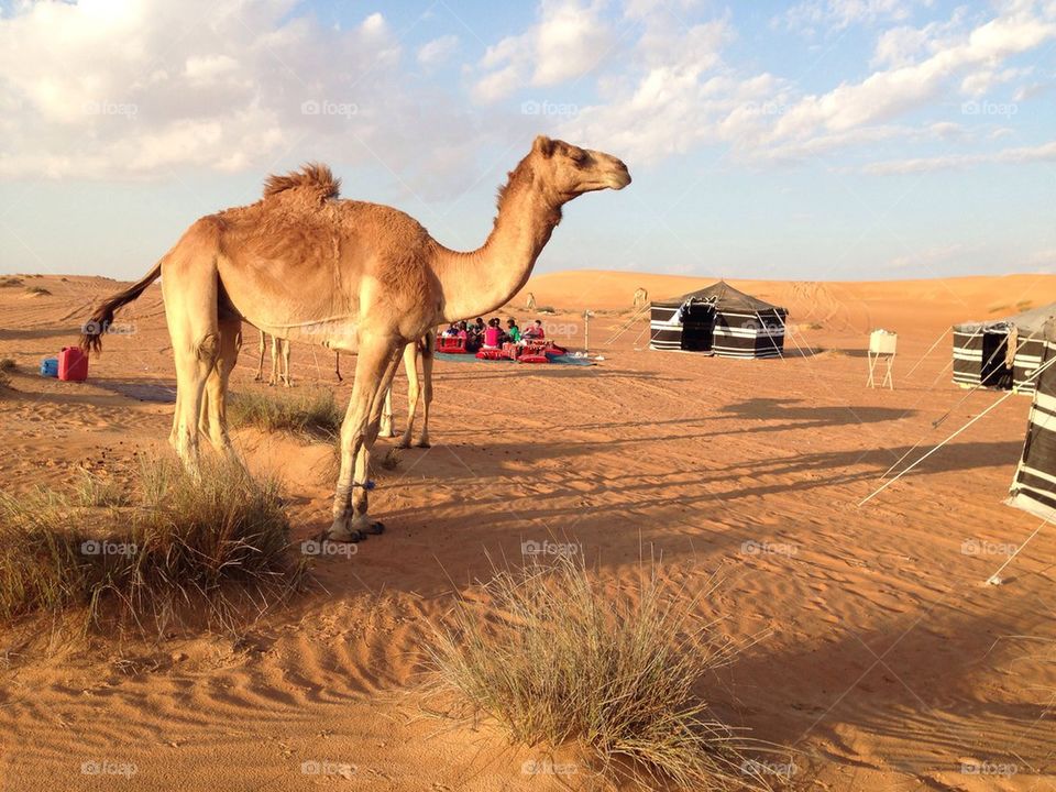 Camping in the Omani desert