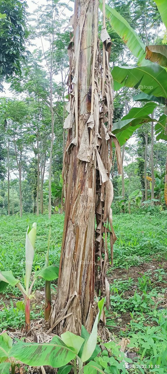 old banana tree
