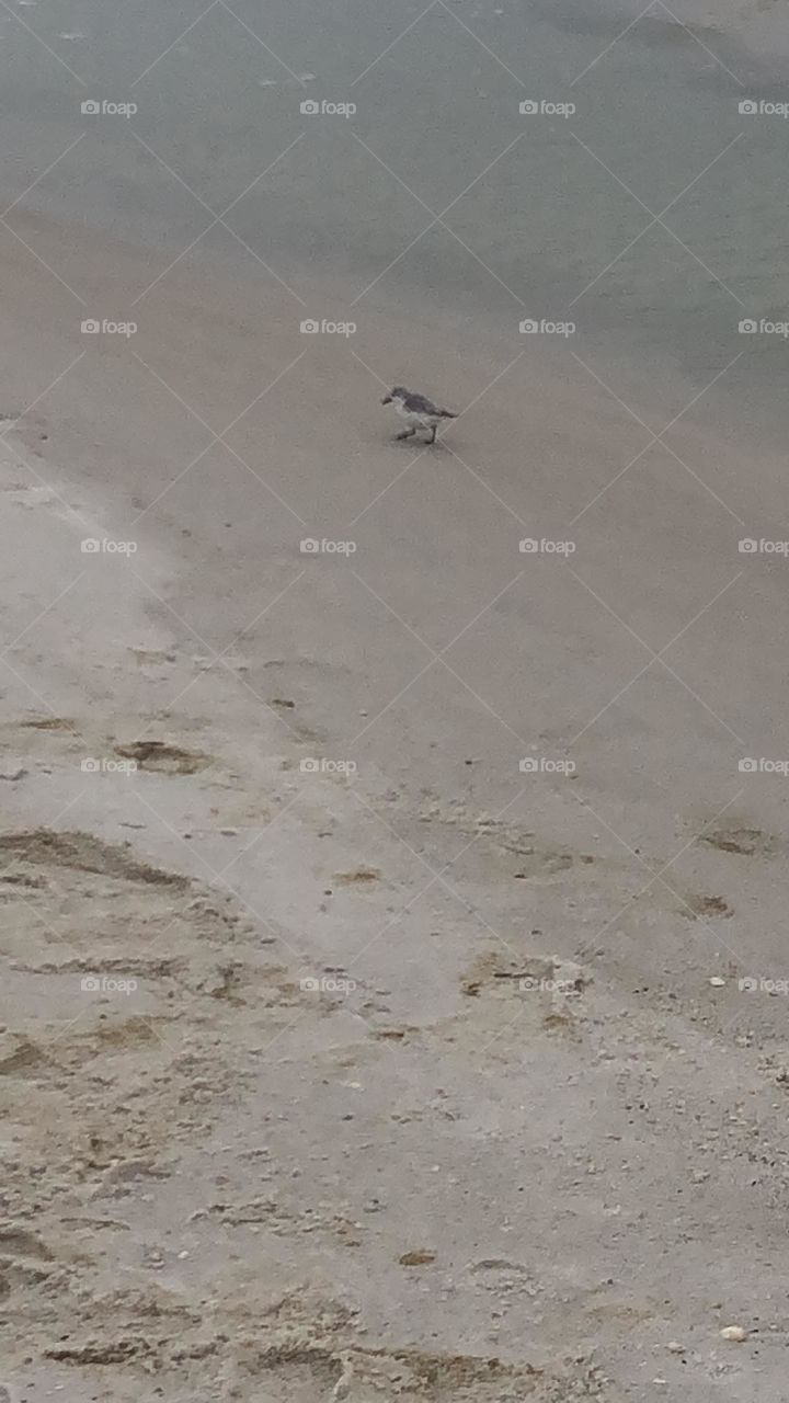 Sand piper