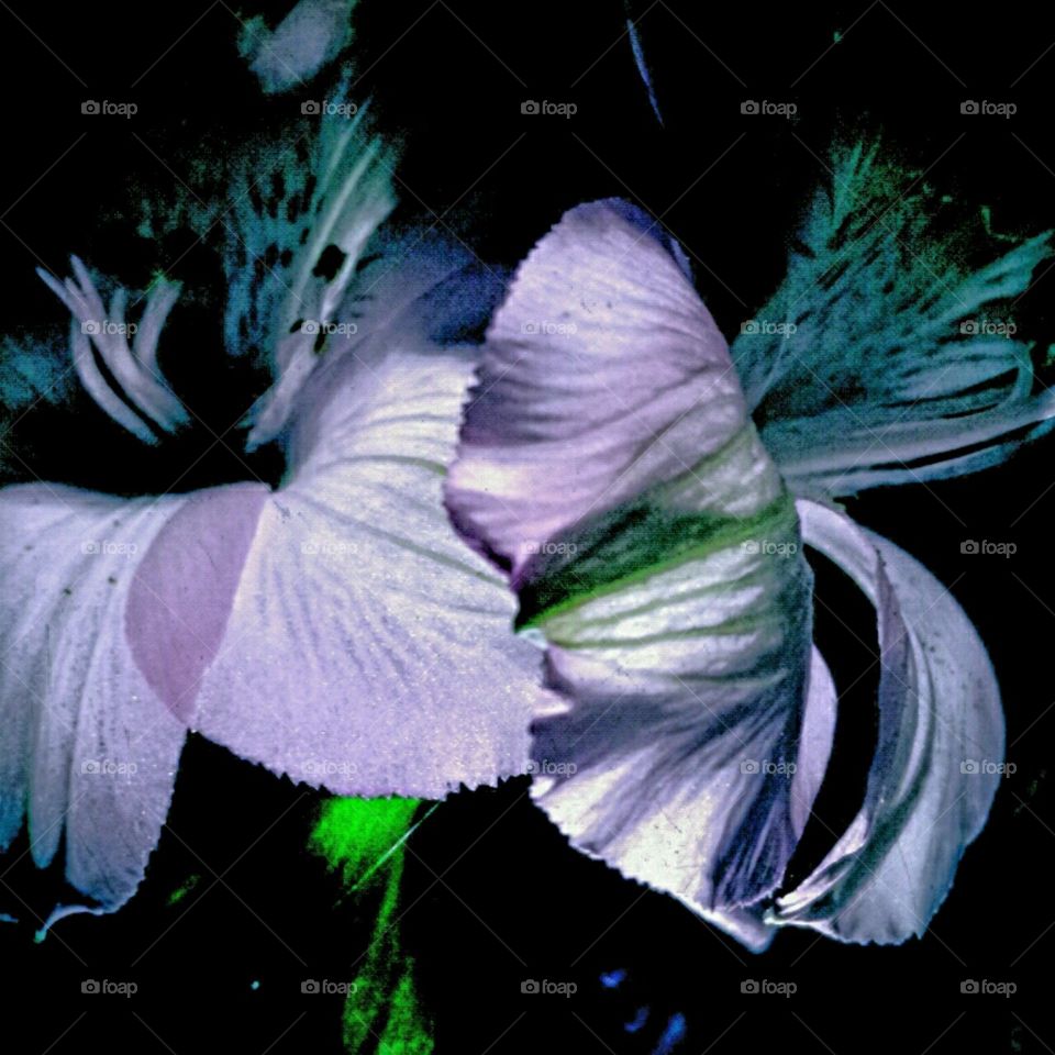 graceful. lighting effects