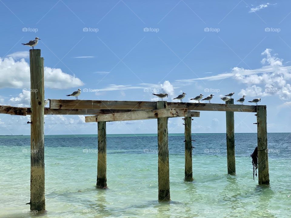 An old wooden pier at the beach with seagulls sitting on it