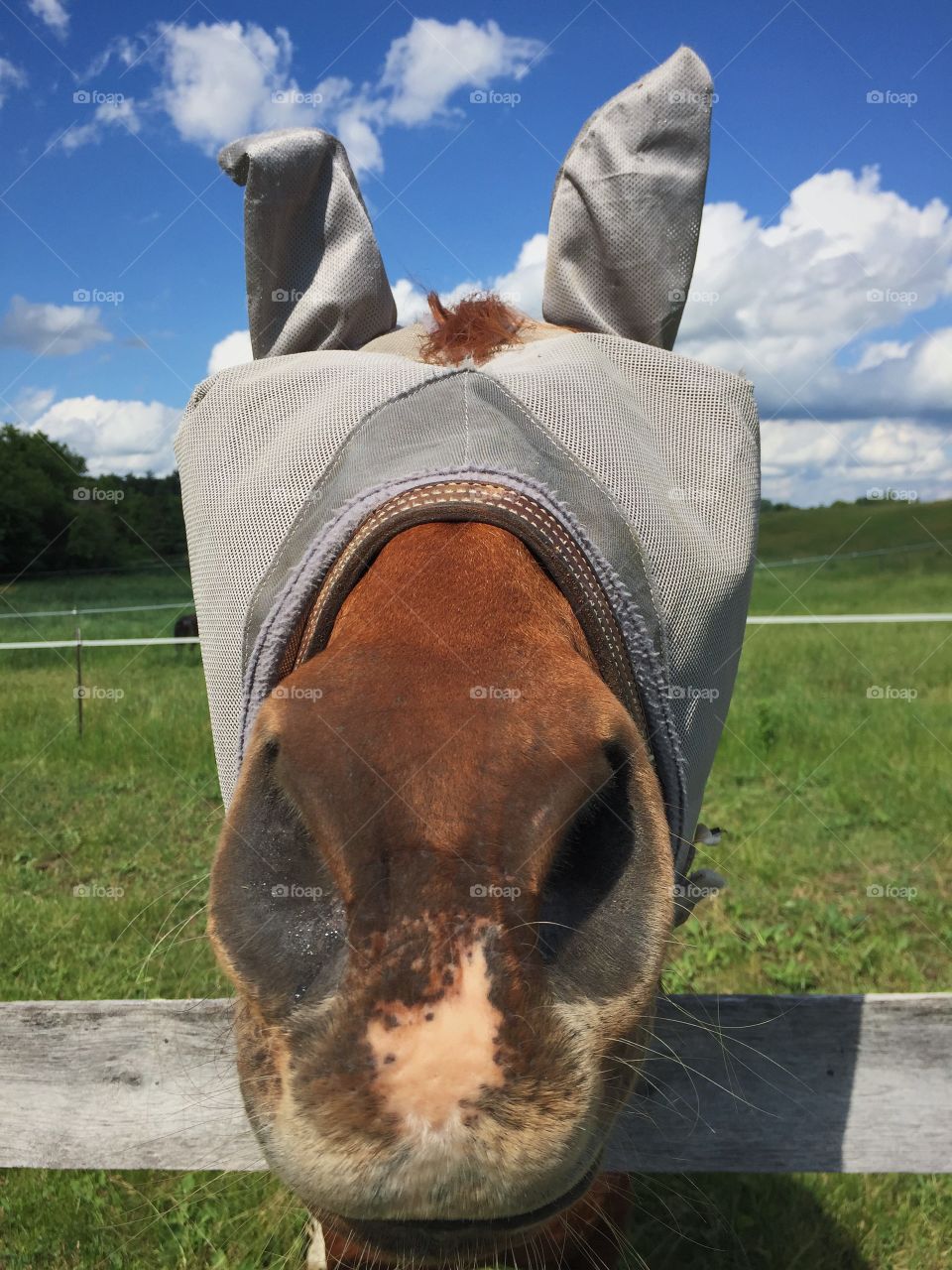 Horse nose