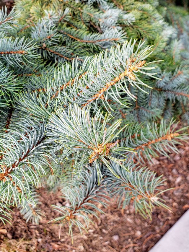 pine