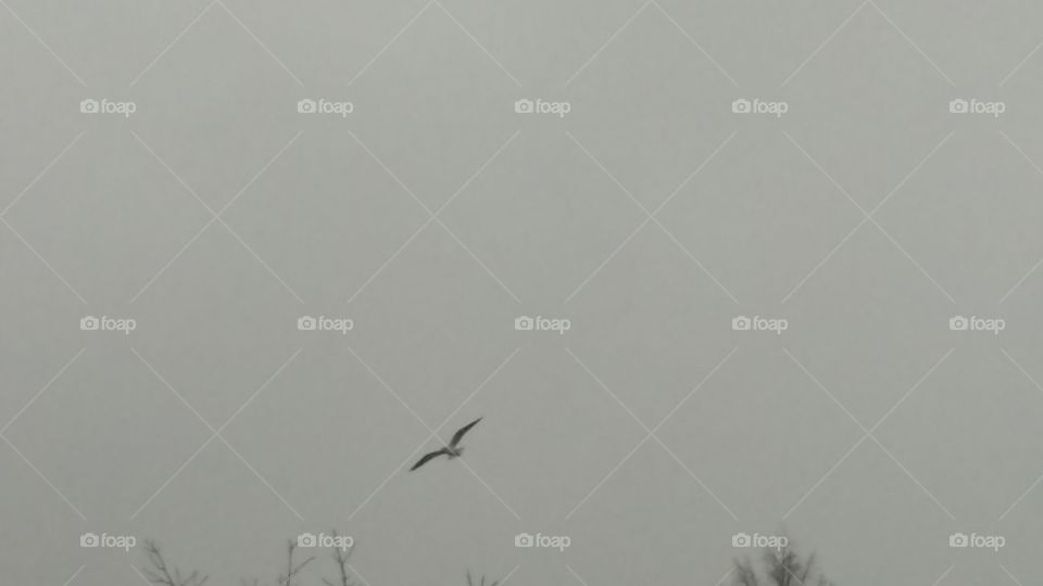 Bird fly in the gray sky