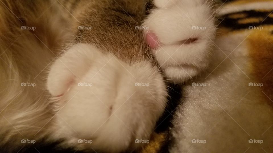 Cat Paws