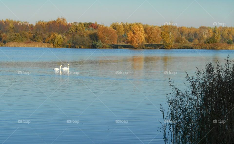 lake swans