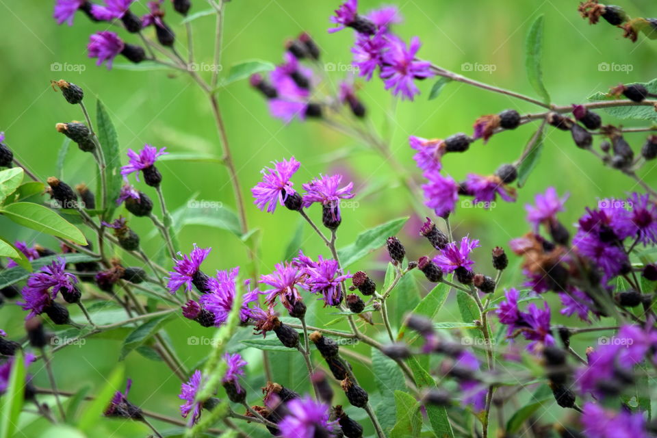 Wild Bachlor Buttons