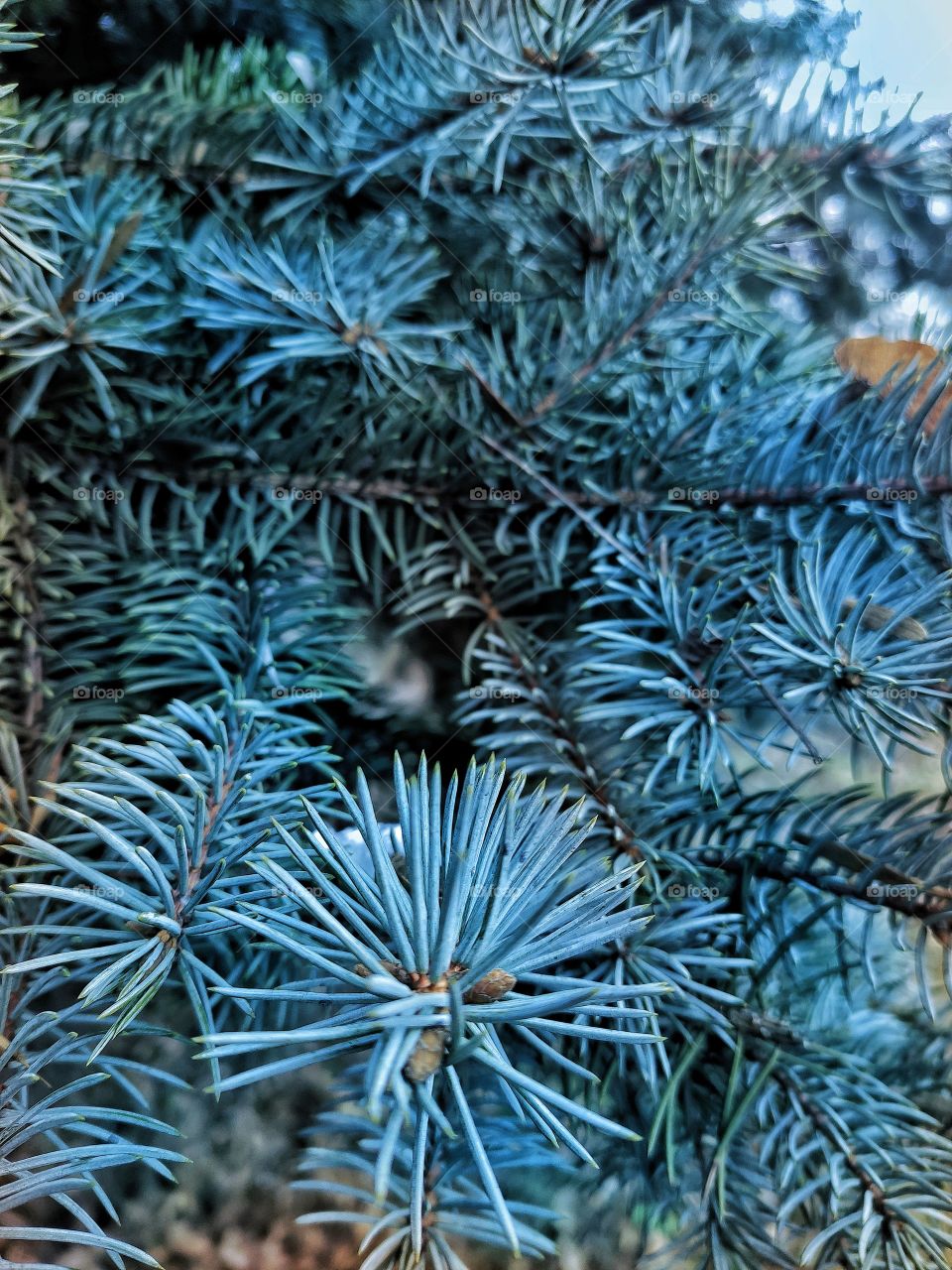 Christmas tree 🌨️