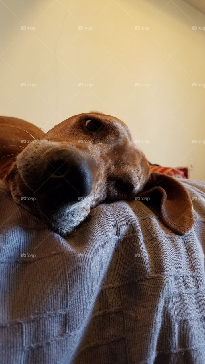 Maybe later? Negotiations with a Hound involves a lot of vertical talking