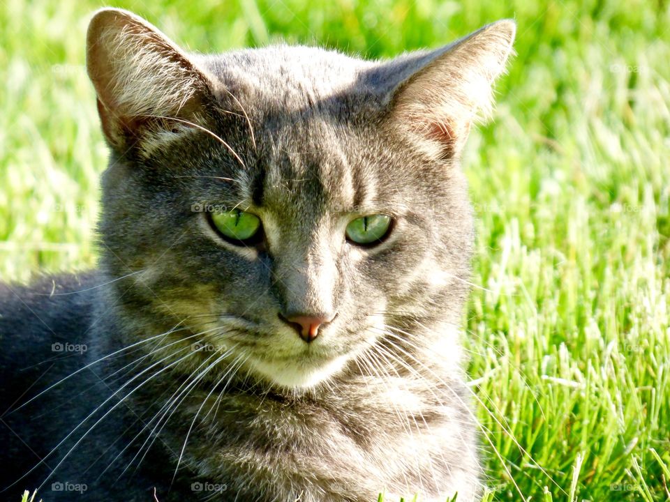 Close up of a cute cat outside in Indiana 