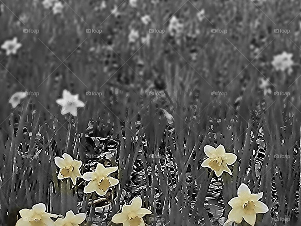  Daffodil Garden