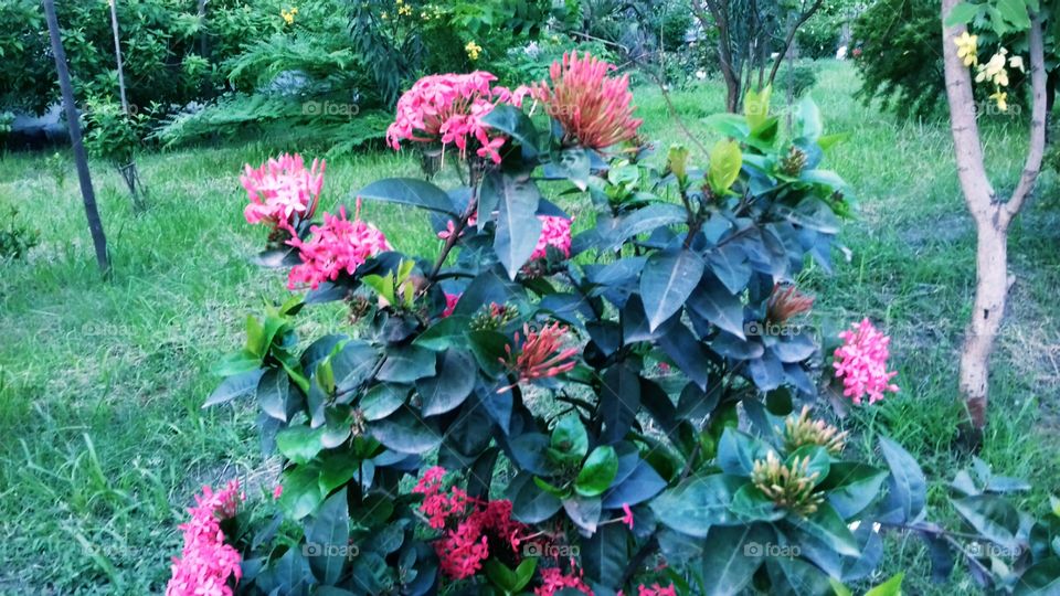 A pink Ixora coccinea in bangladesh