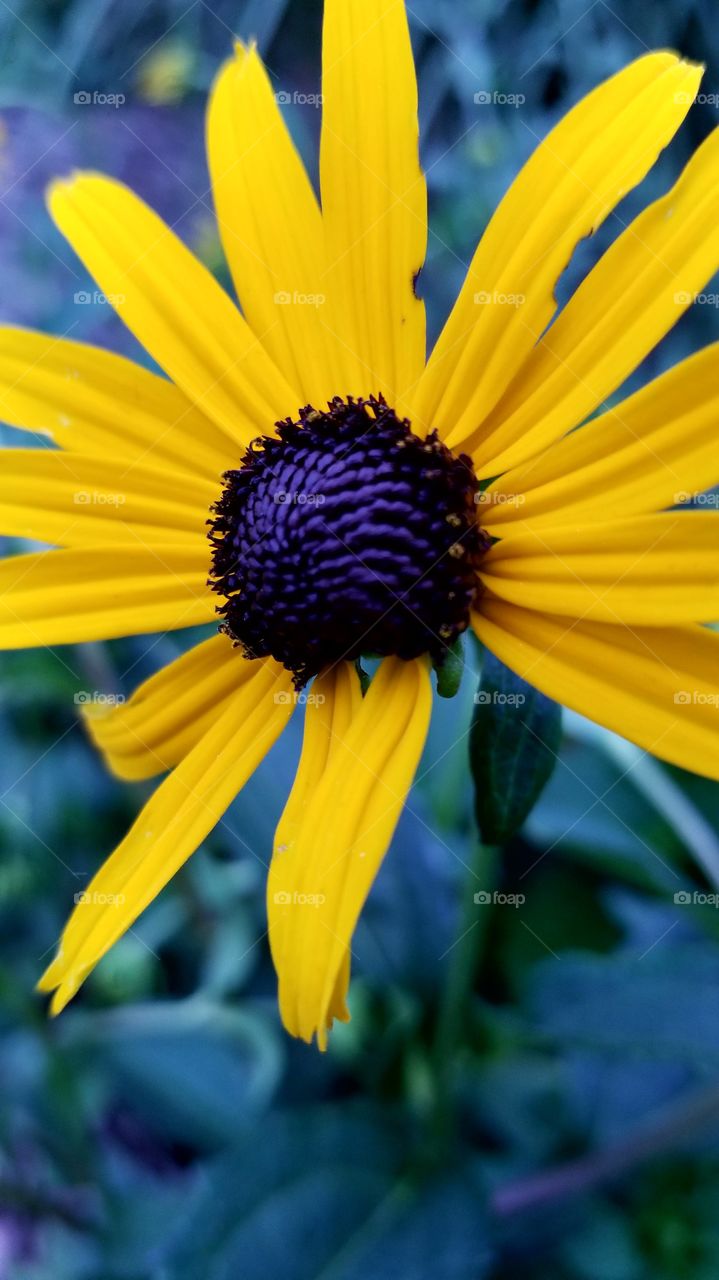 Black eyed Susan