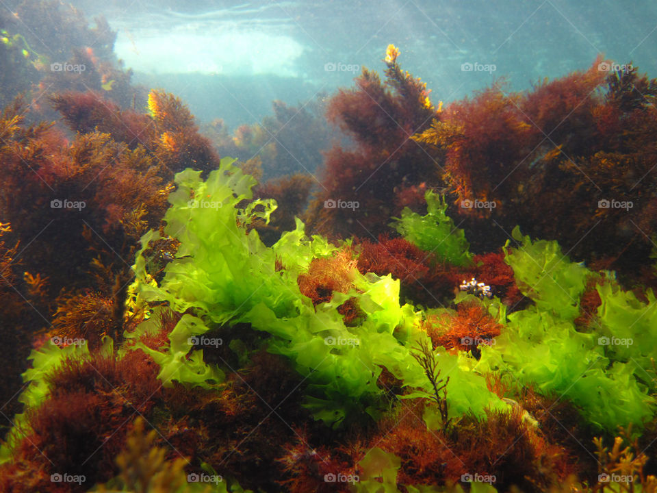Underwater scenery with green and red algae