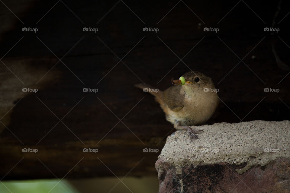 wild bird eating insects