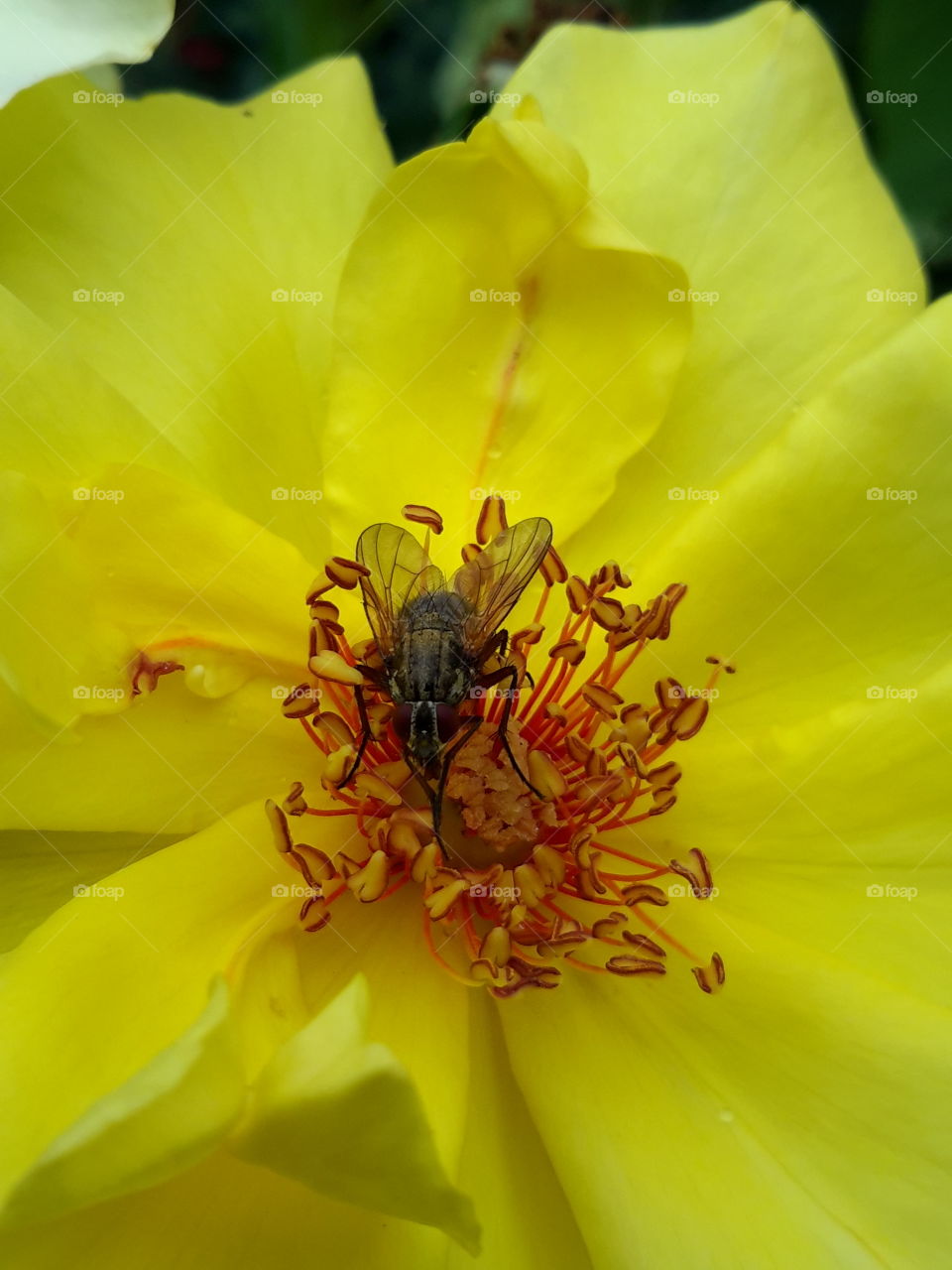 Fly on the yellow rose