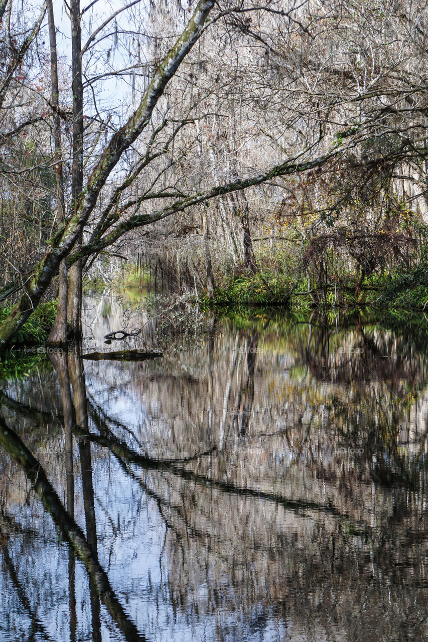 River trees with reflection