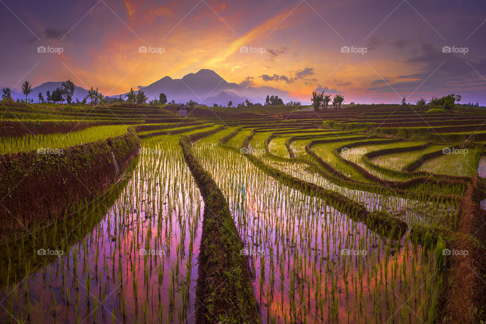 morning sunrise at paddy fields in north bengkulu, indonesia. beauty colot and sky natural light