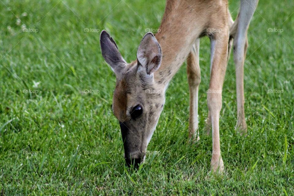 Fawn Eating Grass