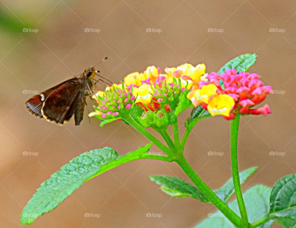 Butterfly Flower