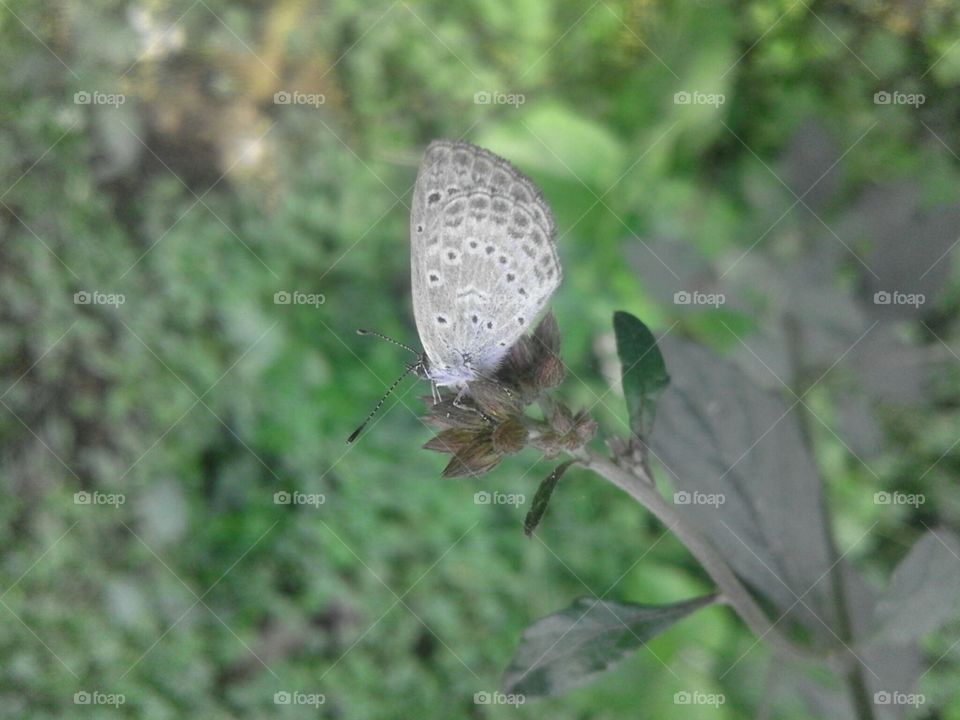 Nature, No Person, Outdoors, Leaf, Wildlife