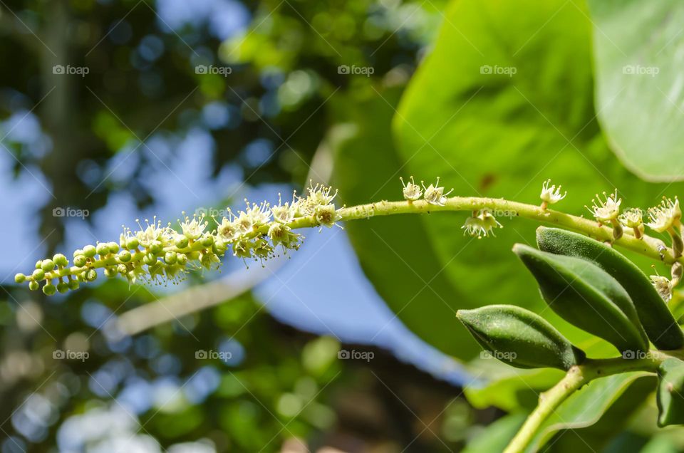 Terminalia Catappa (Indian Almond) Blossoms