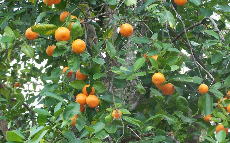 Beautiful Florida Oranges